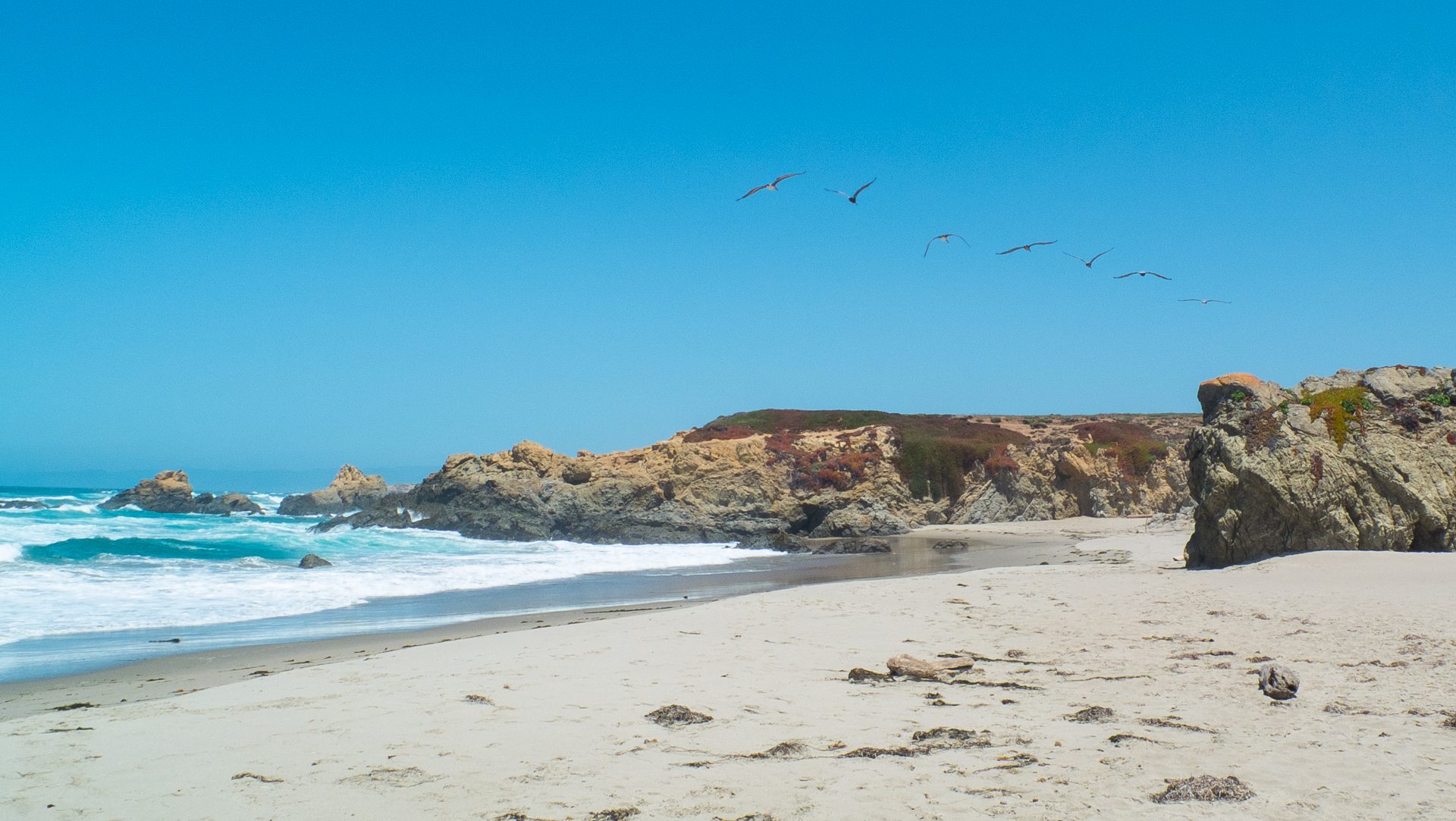 Pelicans flying near Glass Beach