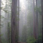 Enjoy our beautiful Redwoods