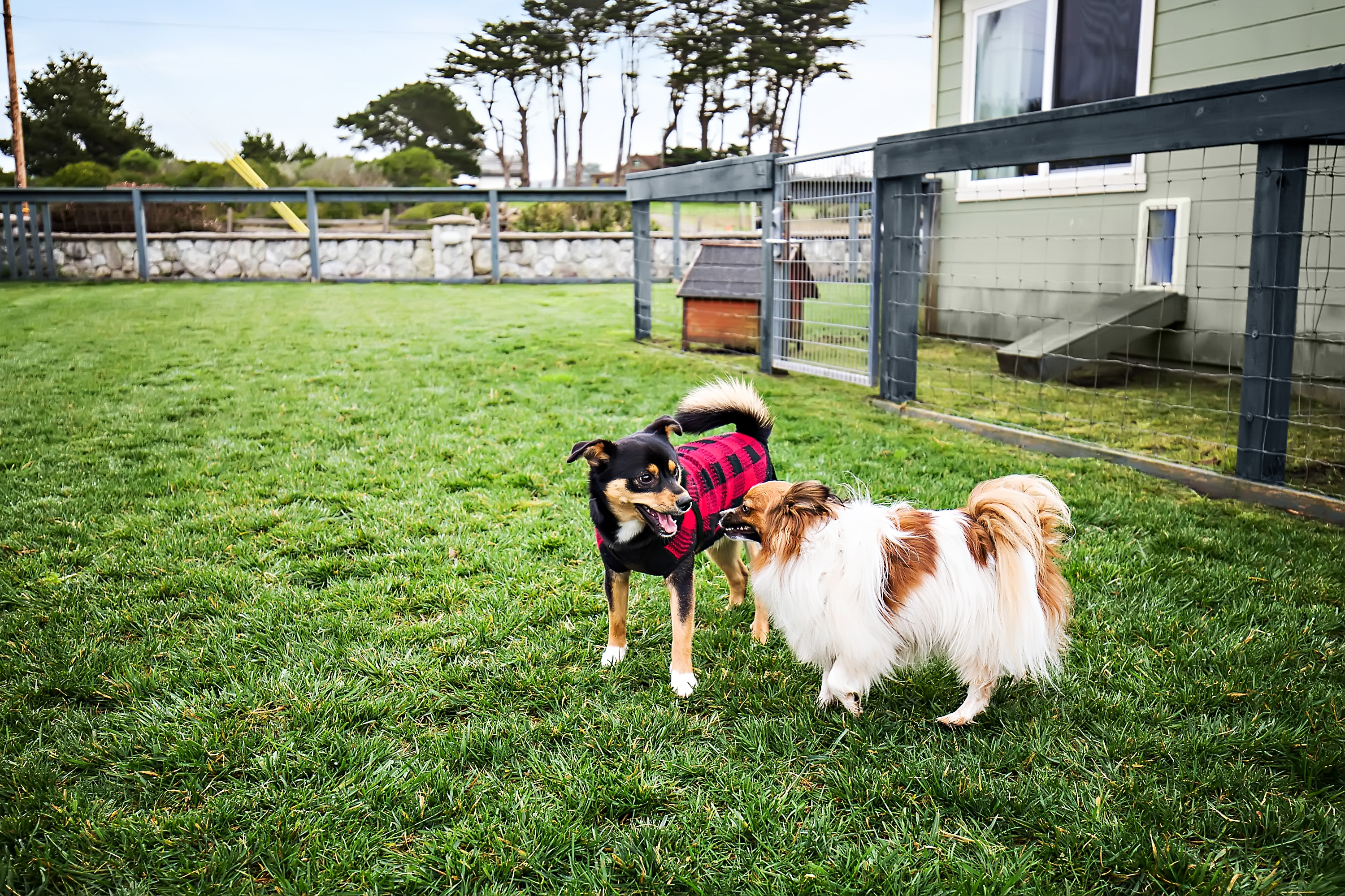 Pet Friendly King suite with Dog Park at The Motel in Fort
