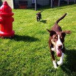 Custom designed with our four-legged guests in mind, this is the perfect place for you and your pet to relax and have fun. 