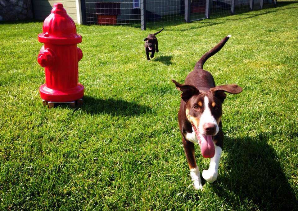 Custom designed with our four-legged guests in mind, this is the perfect place for you and your pet to relax and have fun. 