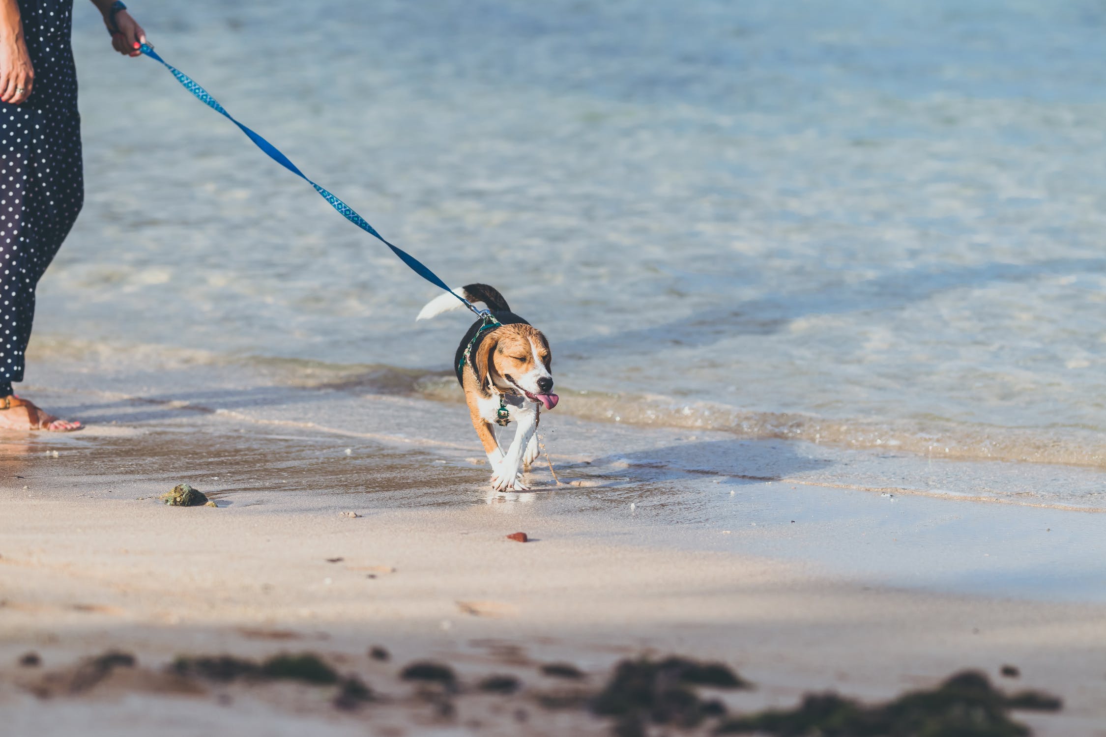 Pet Friendly Hotels Dog